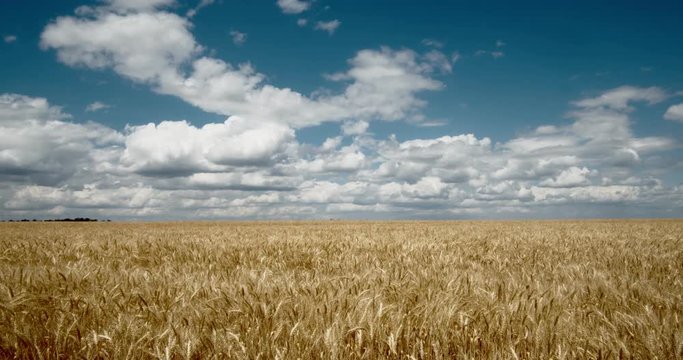 Clouds Float Across the Sky in A Wheat Field