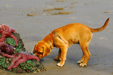 Labrodour Puppy Investigates the Sea Life at Low Tide