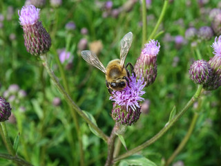 Bee pollinating a wild flower Creeping Thistle under the warm sunlight
