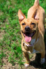 Cute Happy Smiling Rescue Dog Mutt 