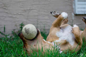 Dog Rolling Around in the Grass with a Ball