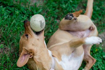 Dog Rolling Around in the Grass with a Ball