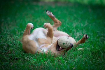 Dog Rolling Around in the Grass with a Ball