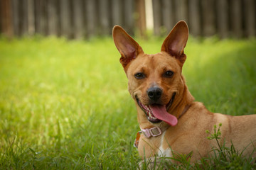 Portrait of a Rescue Dog in the Grass Smiling