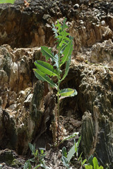 A plant grown on the site of an old rotten stump. Substitution in nature