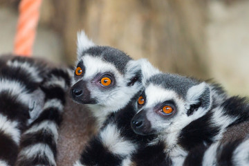 Ring-Tailed Lemurs closeup portrait, a large gray primate with golden eyes