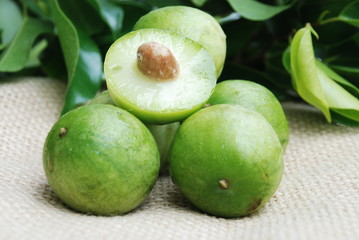 umbu tropical