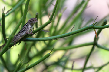 Small Lizard / Macro Anole 
