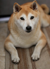 Shiba Inu Portrait / Dog 