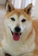 Shiba Inu Portrait / Dog 