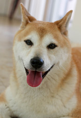 Shiba Inu Portrait / Dog 