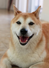Shiba Inu Portrait / Dog 
