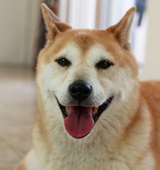 Shiba Inu Portrait / Dog 