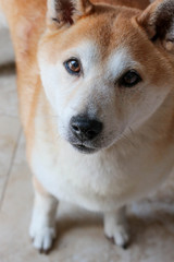 Fototapeta premium Shiba Inu Portrait / Dog 