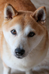 portrait of a Shiba Inu dog