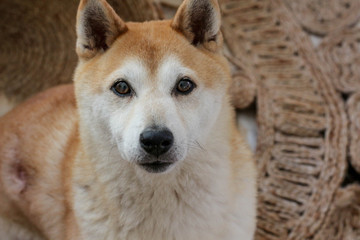 Shiba Inu Dog Portrait 
