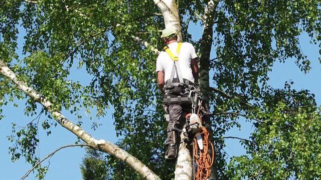 Close-up mature professional male tree trimmer high in top birch tree cutting branches with gas powered chainsaw and attached with headgear for safe job. Expert to do dangerous work