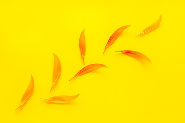 Naklejka na ściany i meble colorful feathers pattern on yellow background top view copyspace