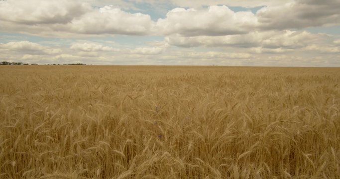 Clouds Float Across the Sky in A Wheat Field