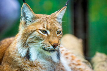 Portrait of Eurasian lynx. Portrait of wild mammal