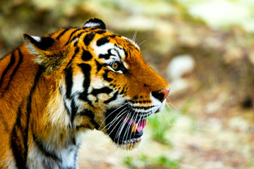 Close up view of a Siberian tiger or Panthera tigris altaica