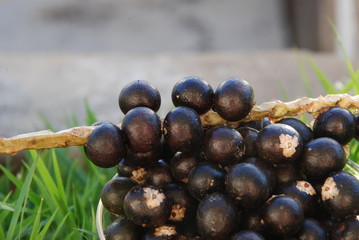 açai brasil