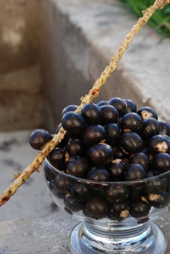 a&ccedil;ai tropical