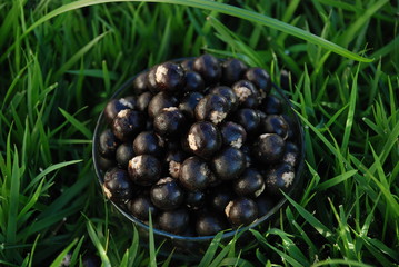 açai tropical
