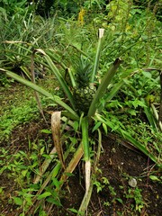 Nature details of Arenal Volcano in Costa Rica.