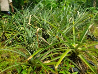 Nature details of Arenal Volcano in Costa Rica.