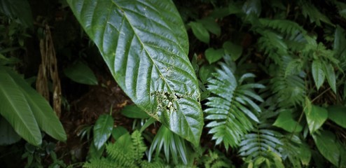 Nature details of Arenal Volcano in Costa Rica.