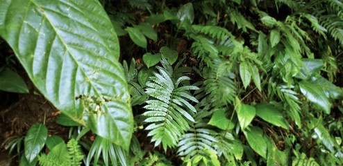 Nature details of Arenal Volcano in Costa Rica.