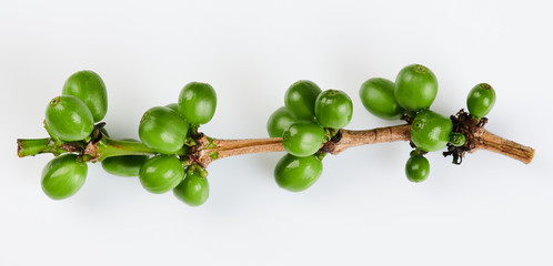 Branch of green coffee berries