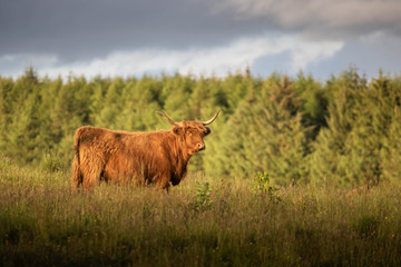 Scottish Highland cow