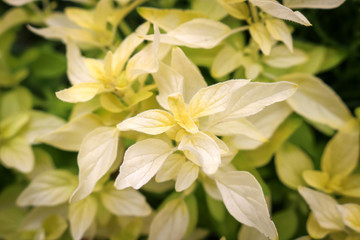 Close up of pale yellow Marjoram growing in a herb garden