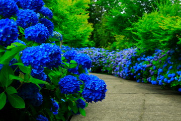 秋田県男鹿市　雲昌寺の紫陽花