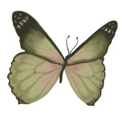 Fototapeta na wymiar Raster butterfly pattern. Isolated