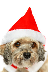Cute Small Dog Wearing Santa Hat Christmas White Background