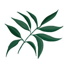 Figure flower plants. Isolated on white background.