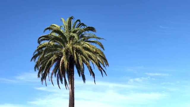 4K HD video of a date palm tree blowing in the wind, blue sky with clouds background. Windy day.