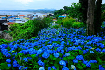 秋田県男鹿市　雲昌寺の紫陽花