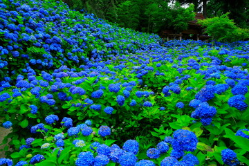 秋田県男鹿市　雲昌寺の紫陽花