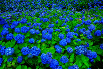 秋田県男鹿市　雲昌寺の紫陽花