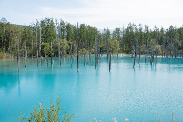 初夏の青い池　美瑛町
