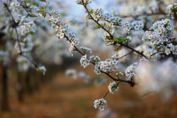 Blooming pear flower, very beautiful