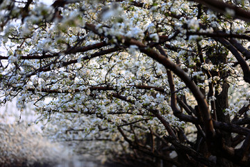 Blooming pear flower, very beautiful
