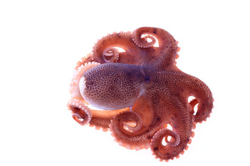Octopus on a white background