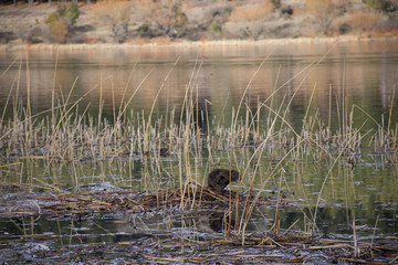 Scene view of a coypu near the lake shore
