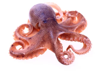 Foto op Plexiglas Octopus on a white background © pdm