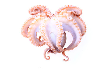Octopus on a white background